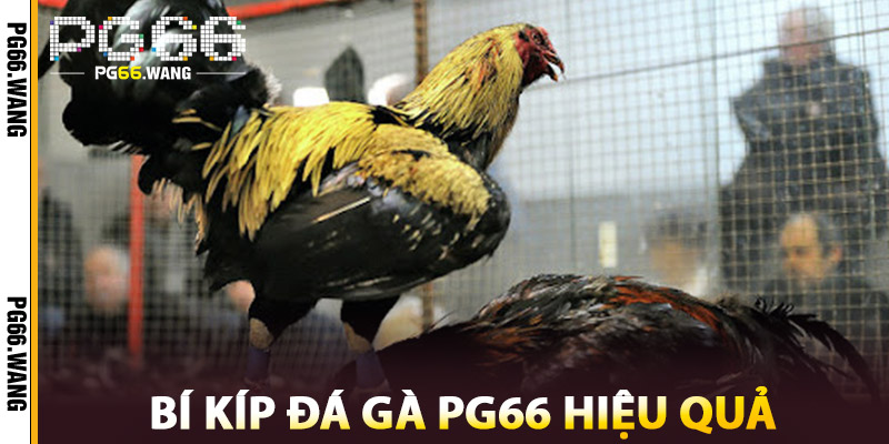 Bí Kíp Đá Gà PG66 Hiệu Quả