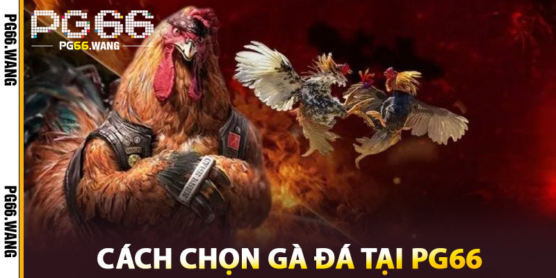 Cách Chọn Gà Đá Tại PG66