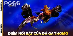 Điểm Nổi Bật Của Đá Gà Thomo